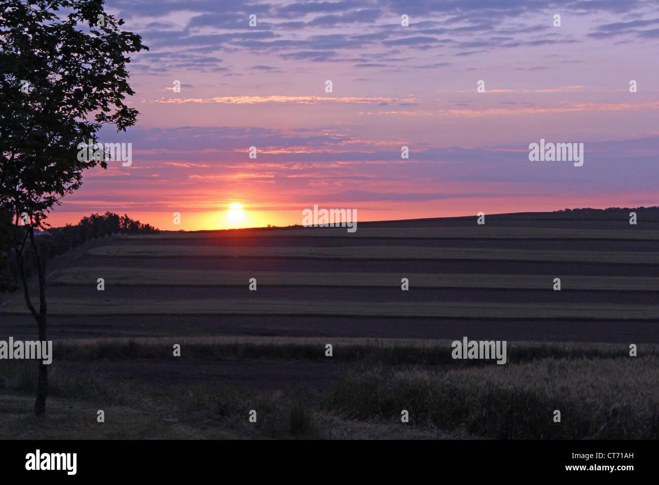 Sunrise over field of flowers hi-res stock photography and images - Alamy