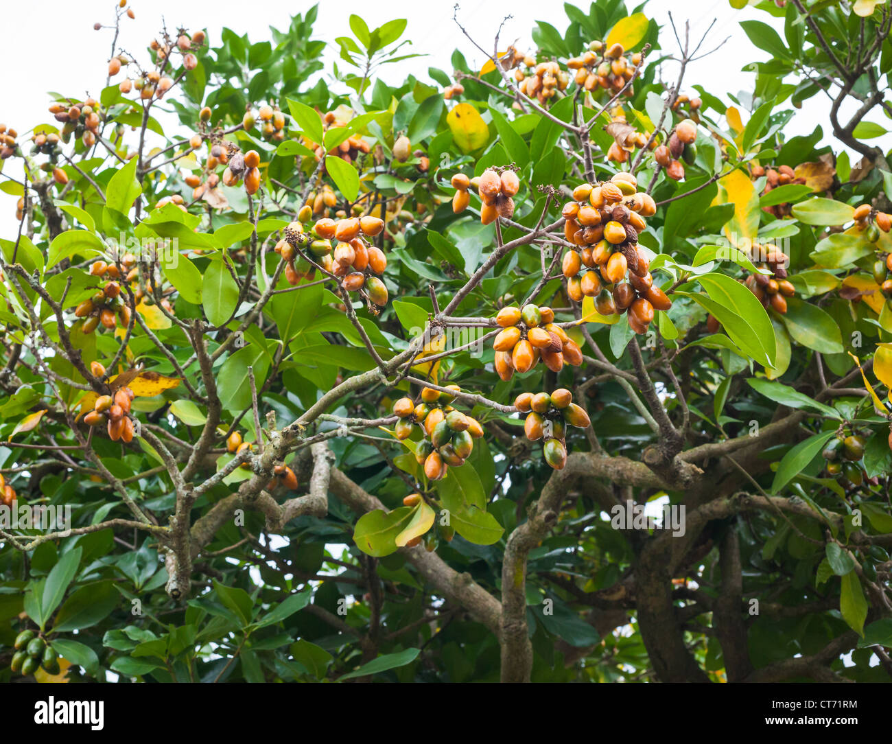 Karaka Tree Bush Stock Photo - Alamy
