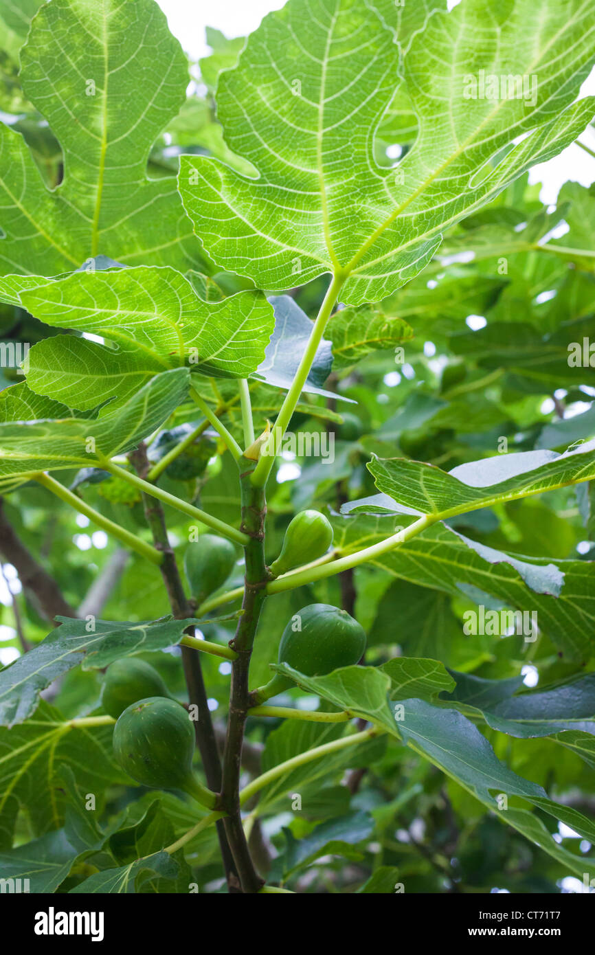 Fig Tree Bush leaves Stock Photo Alamy