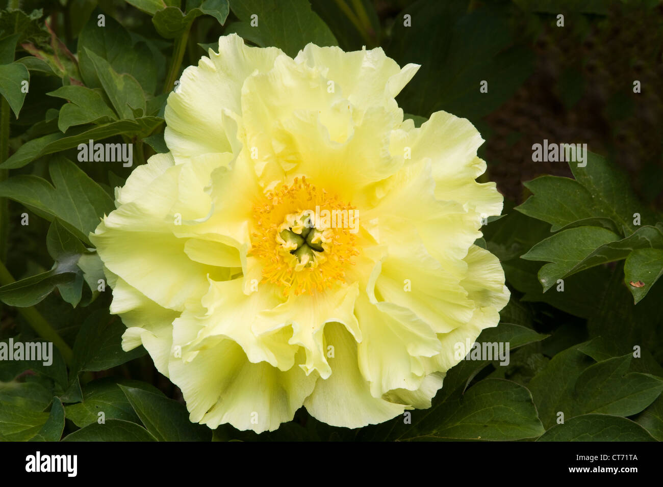 A yellow peony Stock Photo - Alamy