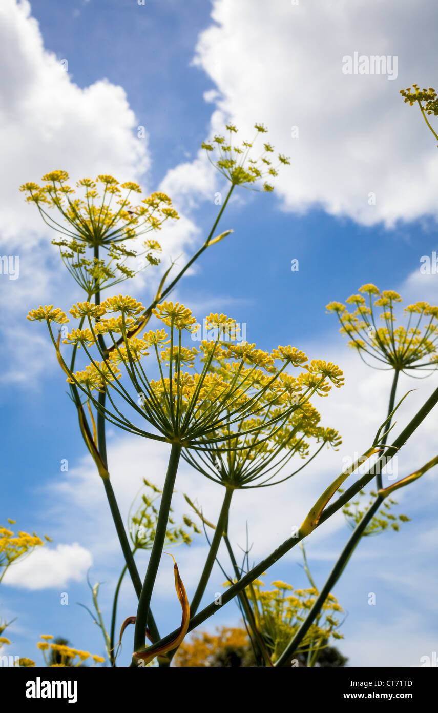 Fennel plant weed wild edible Stock Photo Alamy
