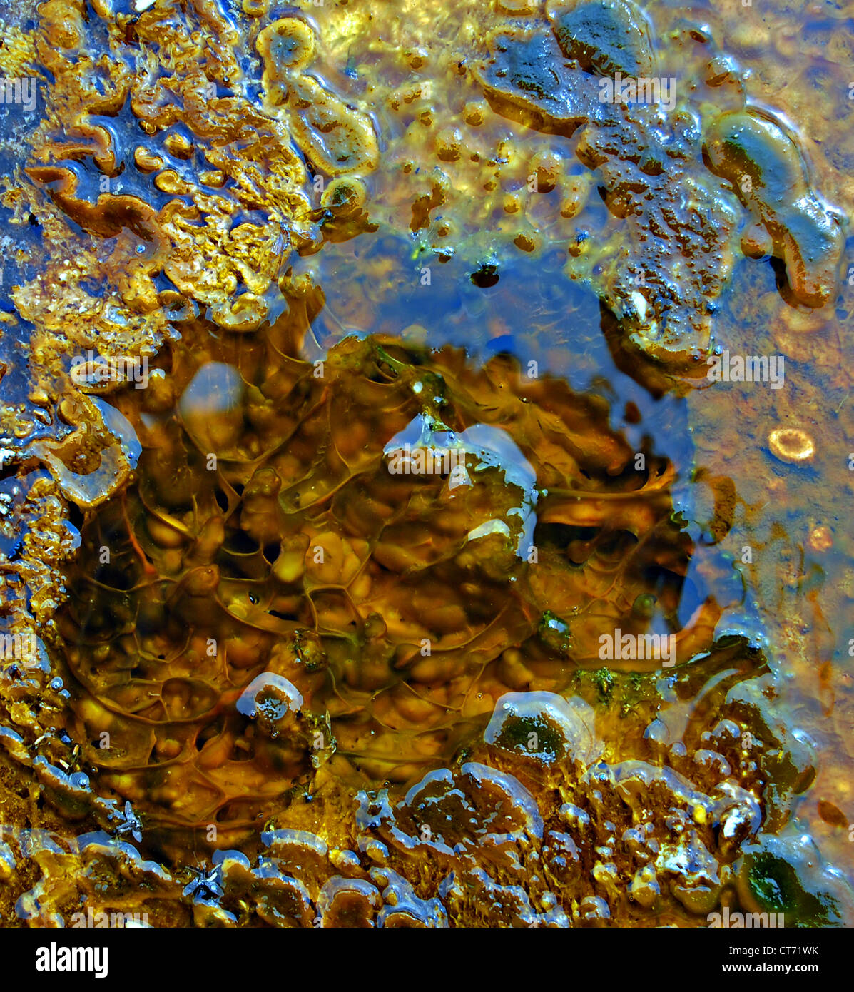 Rainbow Pool, Black Sand Basin, Yellowstone National Park Stock Photo