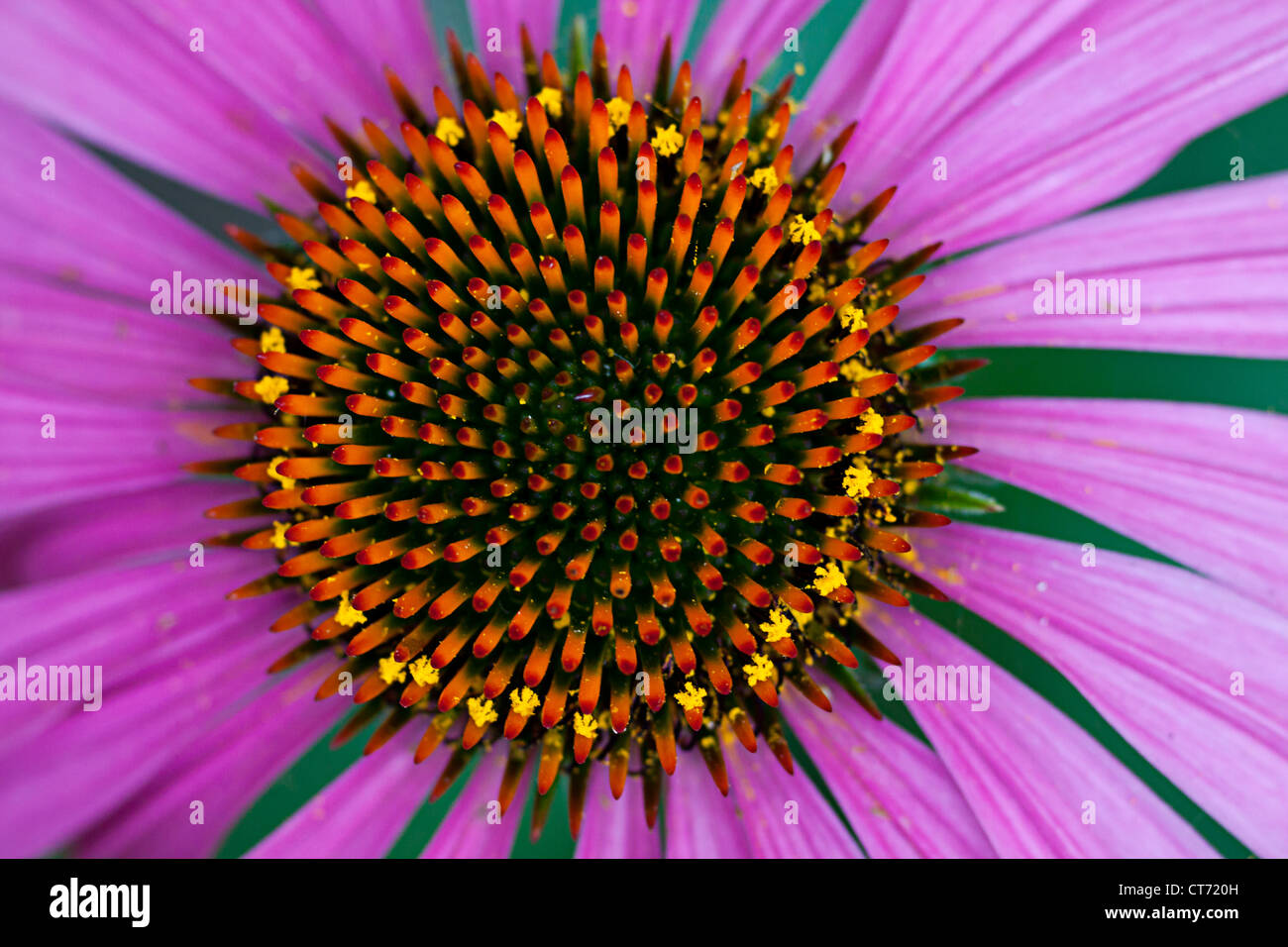 Echinacea purpurea Maxima, Asteraceae.coneflower Stock Photo