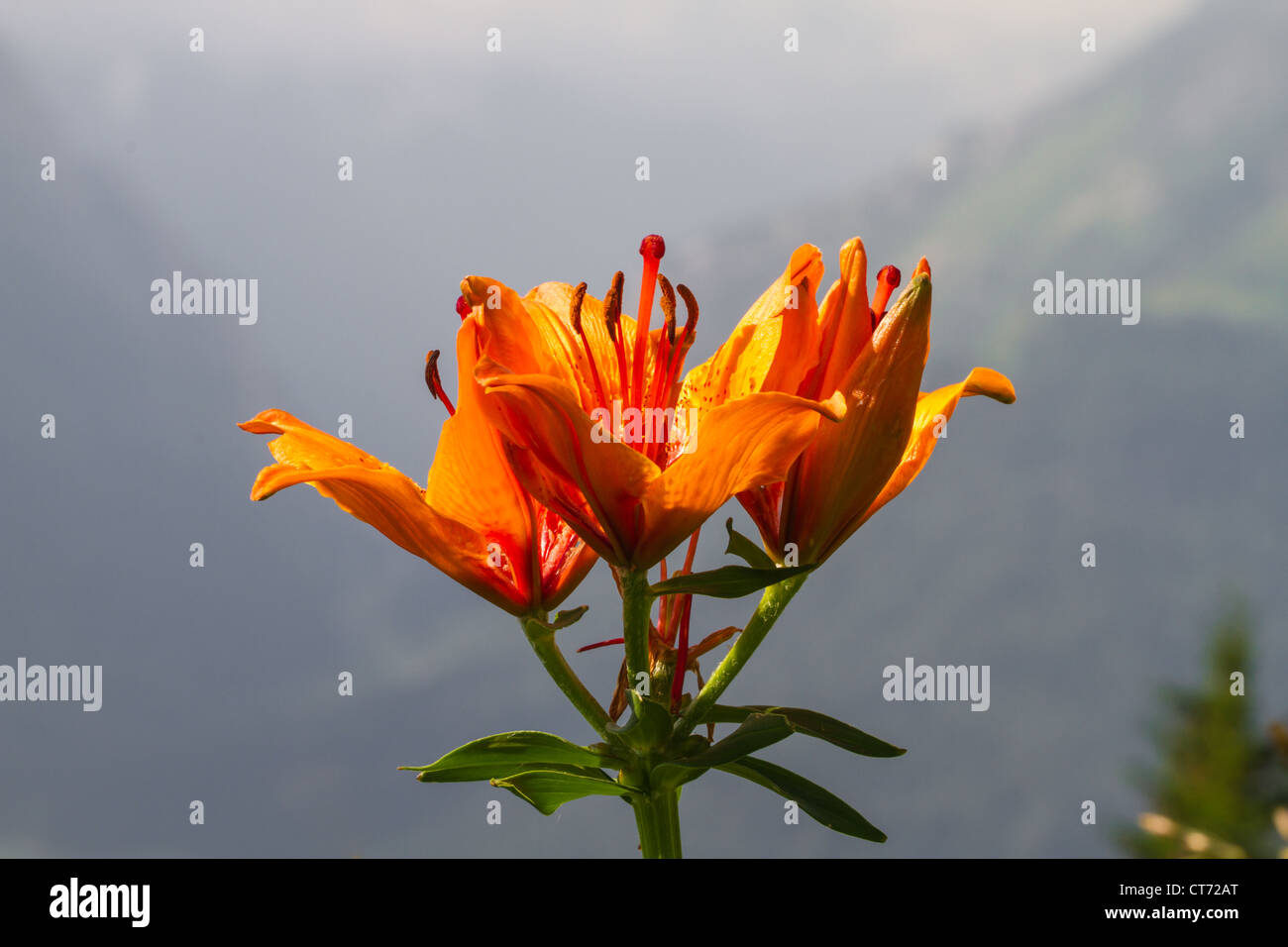 Lilium bulbiferum, orangerote Feuerlilie, Lis safrane, Glilio rosso, orange lily , fire lily Stock Photo