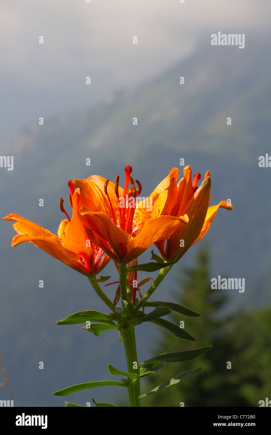 Lilium bulbiferum, orangerote Feuerlilie, Lis safrane, Glilio rosso, orange lily , fire lily Stock Photo