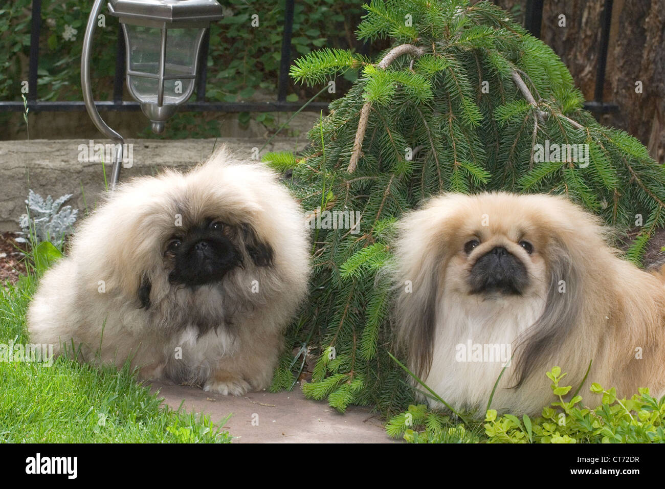 Pekinese and puppy Stock Photo