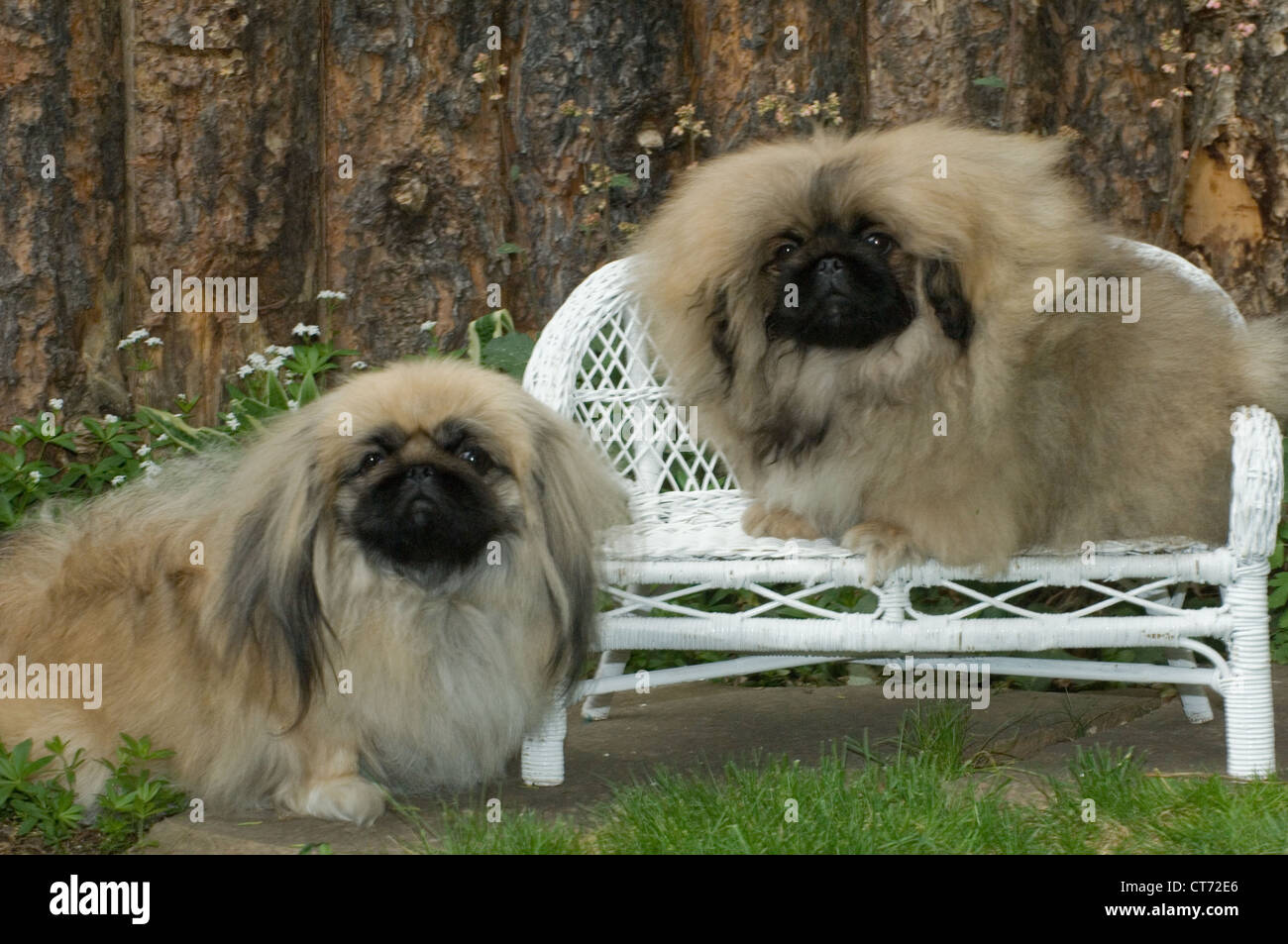 Pekingese puppy in wicker chair and adult standing by it Stock Photo