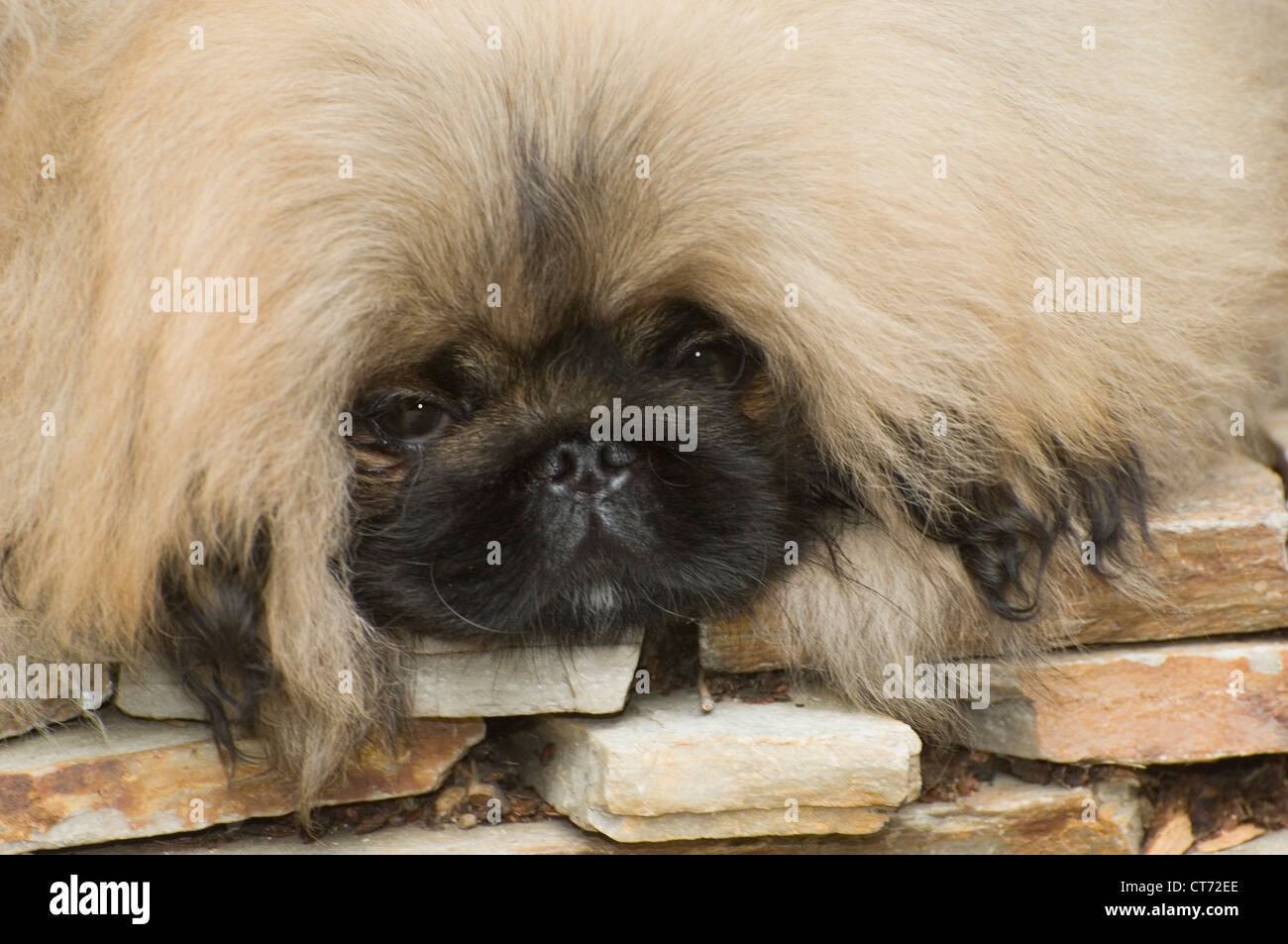 Pekingese puppy-head shot Stock Photo