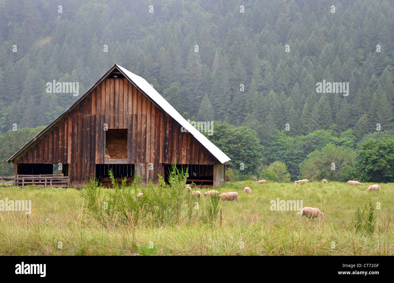 Wooden barn and grazing sheep in meadow Stock Photo - Alamy