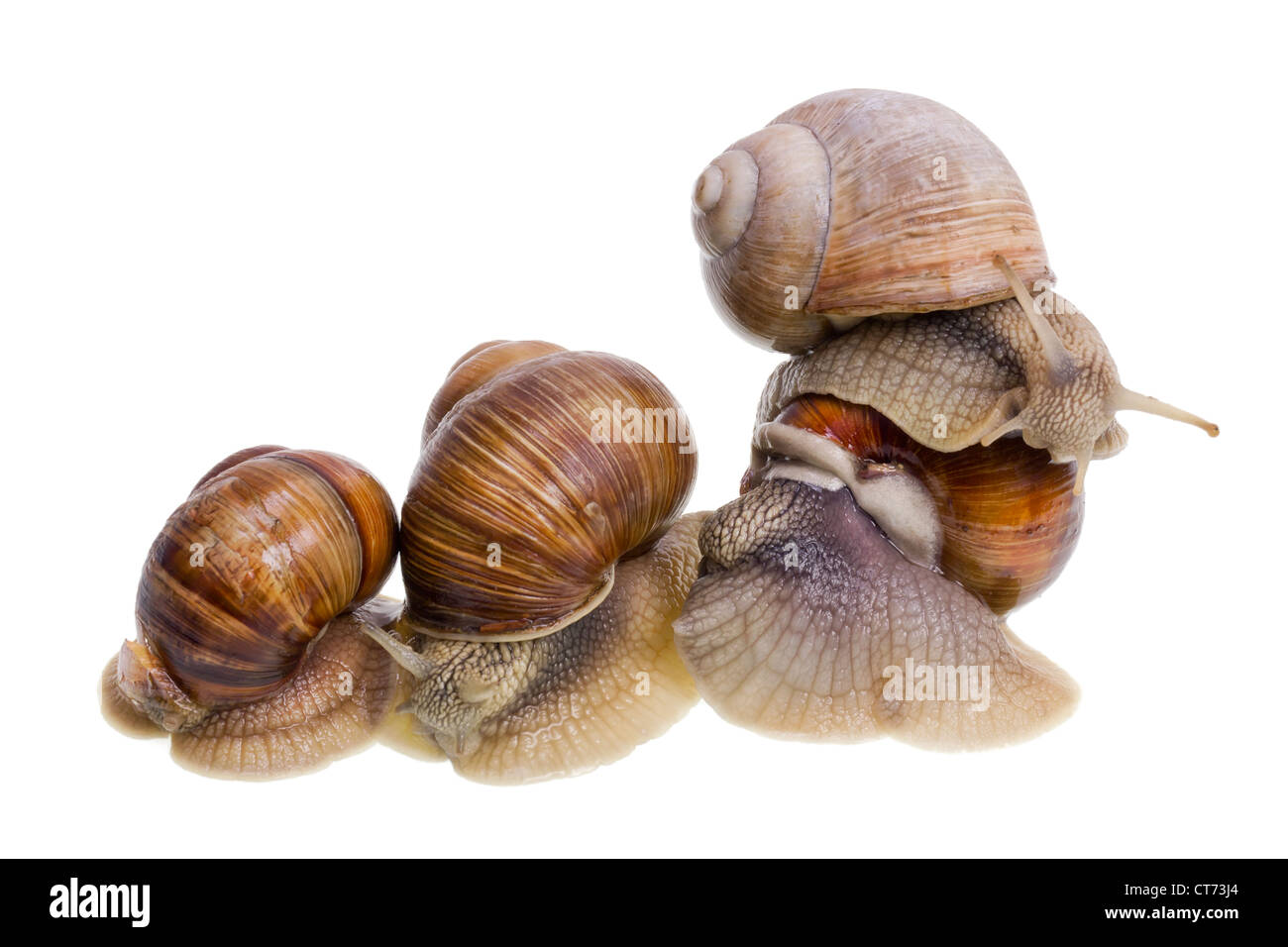 Slow Games High Resolution Stock Photography And Images Alamy