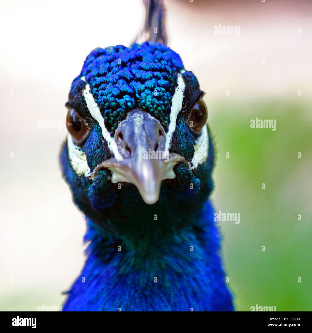 Closeup of a colorful peacock (Pavo cristatus) Stock Photo