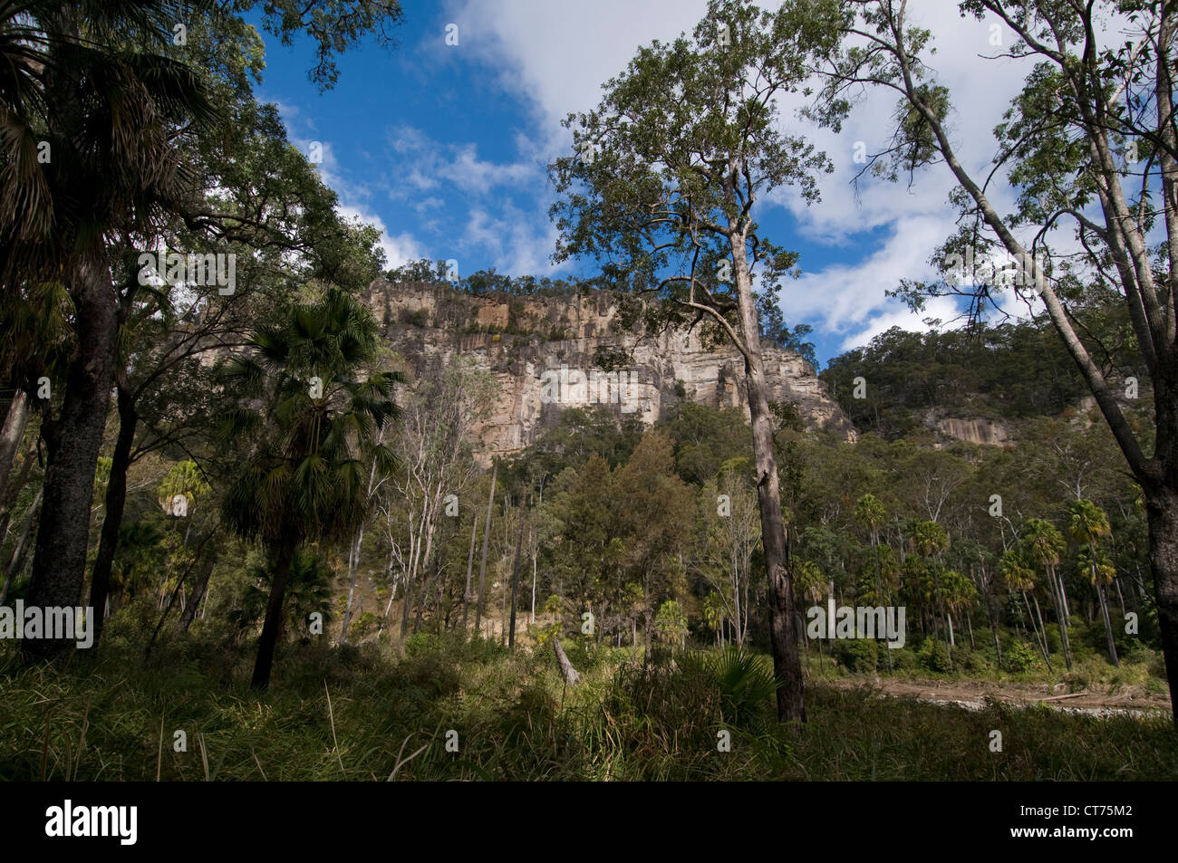 The white cliffs and the rain forest in the Carnarvon Gorge National Park in the central highlands of Queensland, Australia Stock Photo