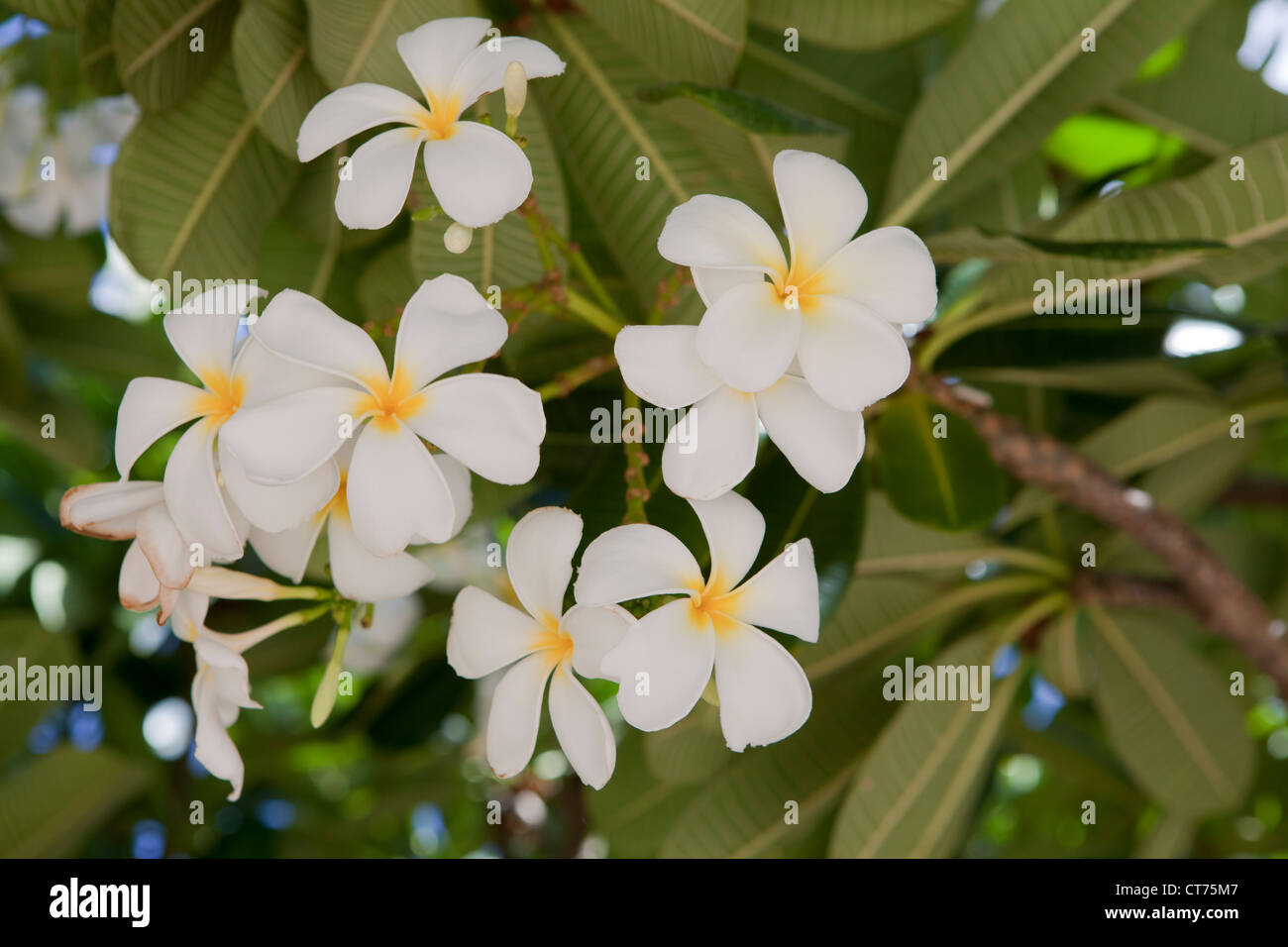 Frangipani flower detail in Exmouth, Western Australia Stock Photo Alamy