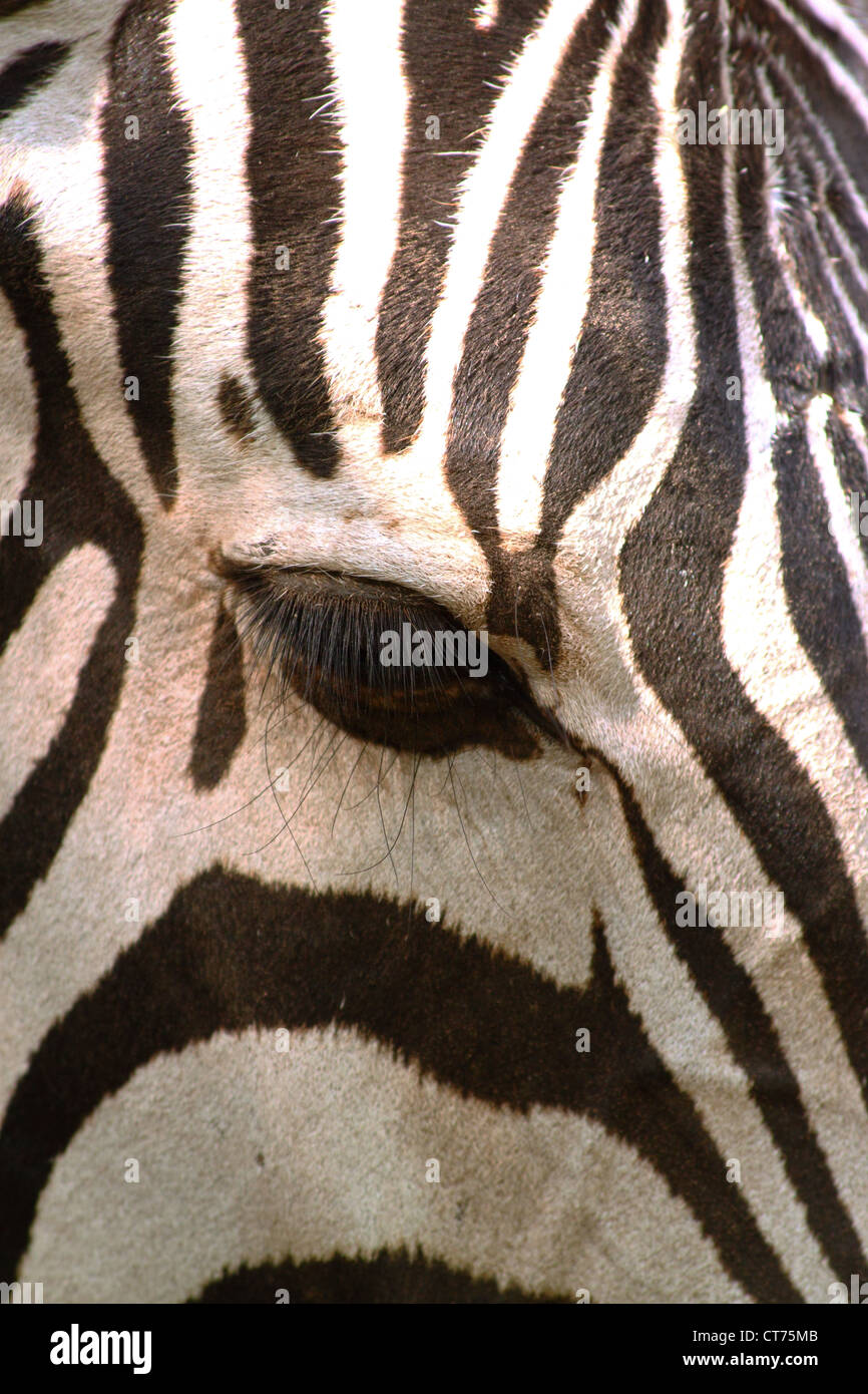 Closeup of a zebra (Equus quagga) with his typical black and white striped pattern Stock Photo