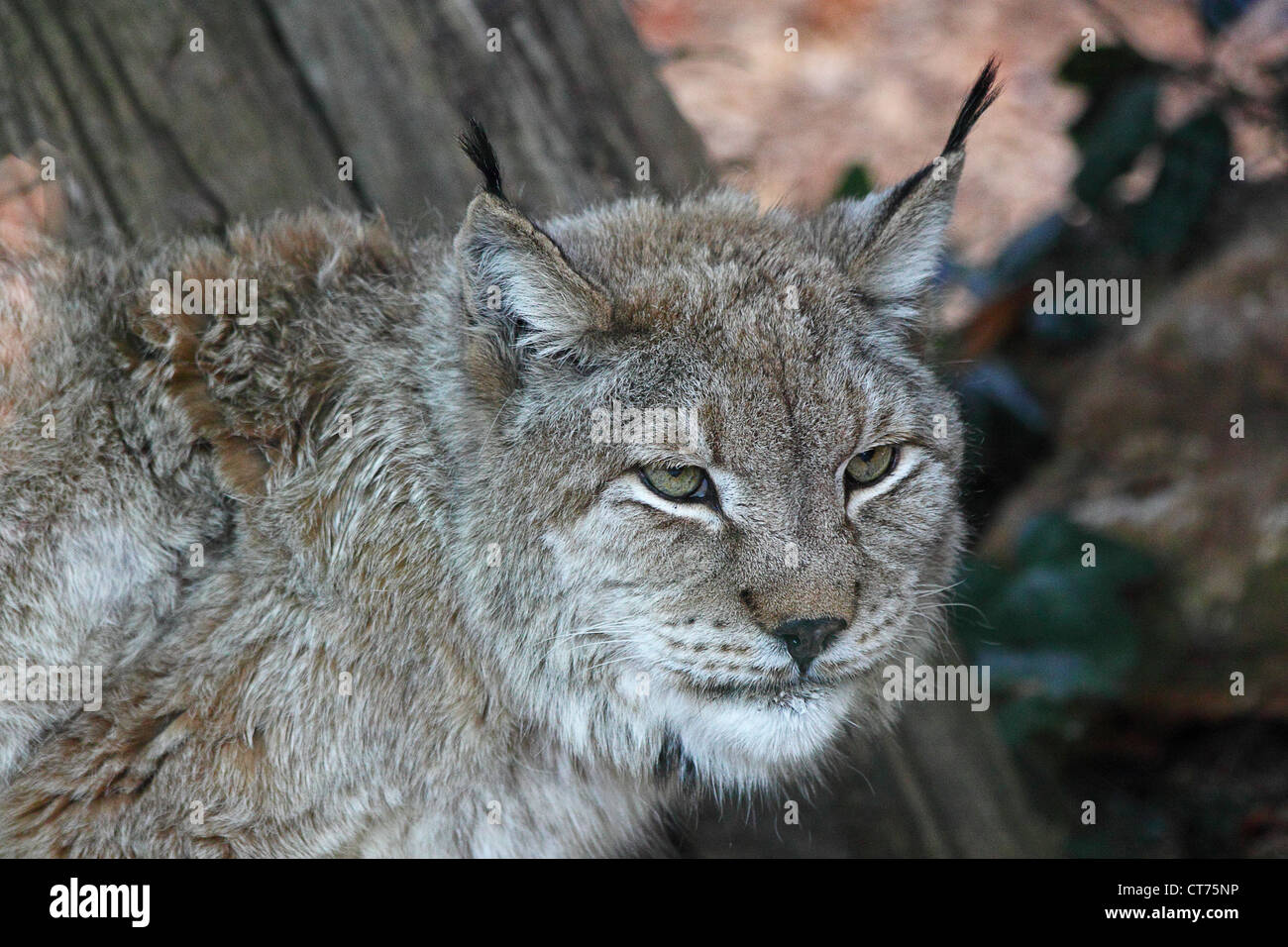Closeup of a european lynx (lynx lynx Stock Photo - Alamy
