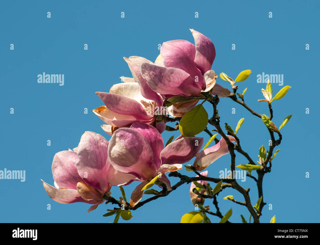 Flowering Magnolia Soulangeana Alexandrina (Saucer Magnolia), Smetanovy