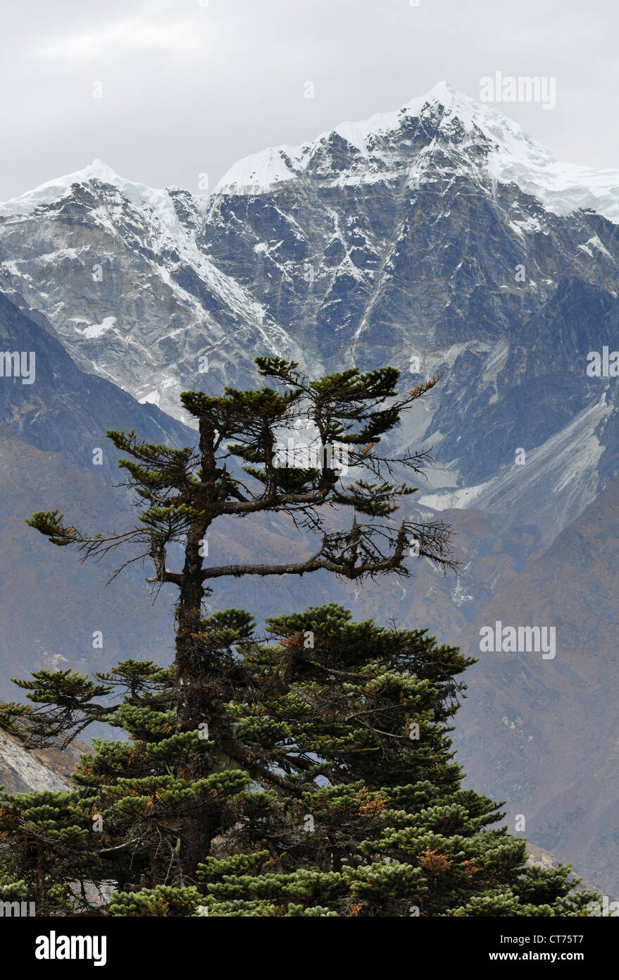 tree in front of Cholatse and Taboche mountain in Nepal Stock Photo