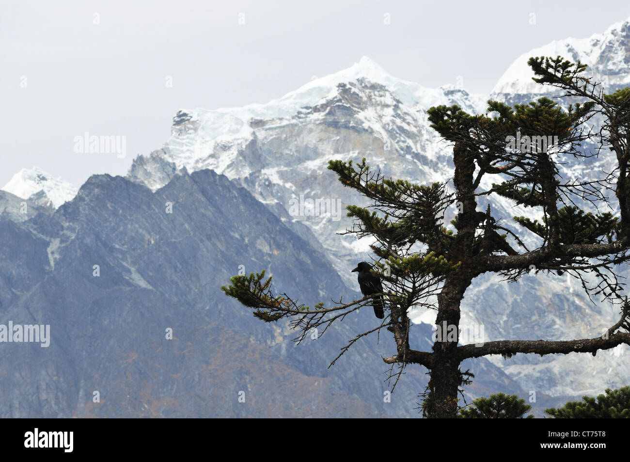 tree in front of Cholatse and Taboche mountain in Nepal Stock Photo