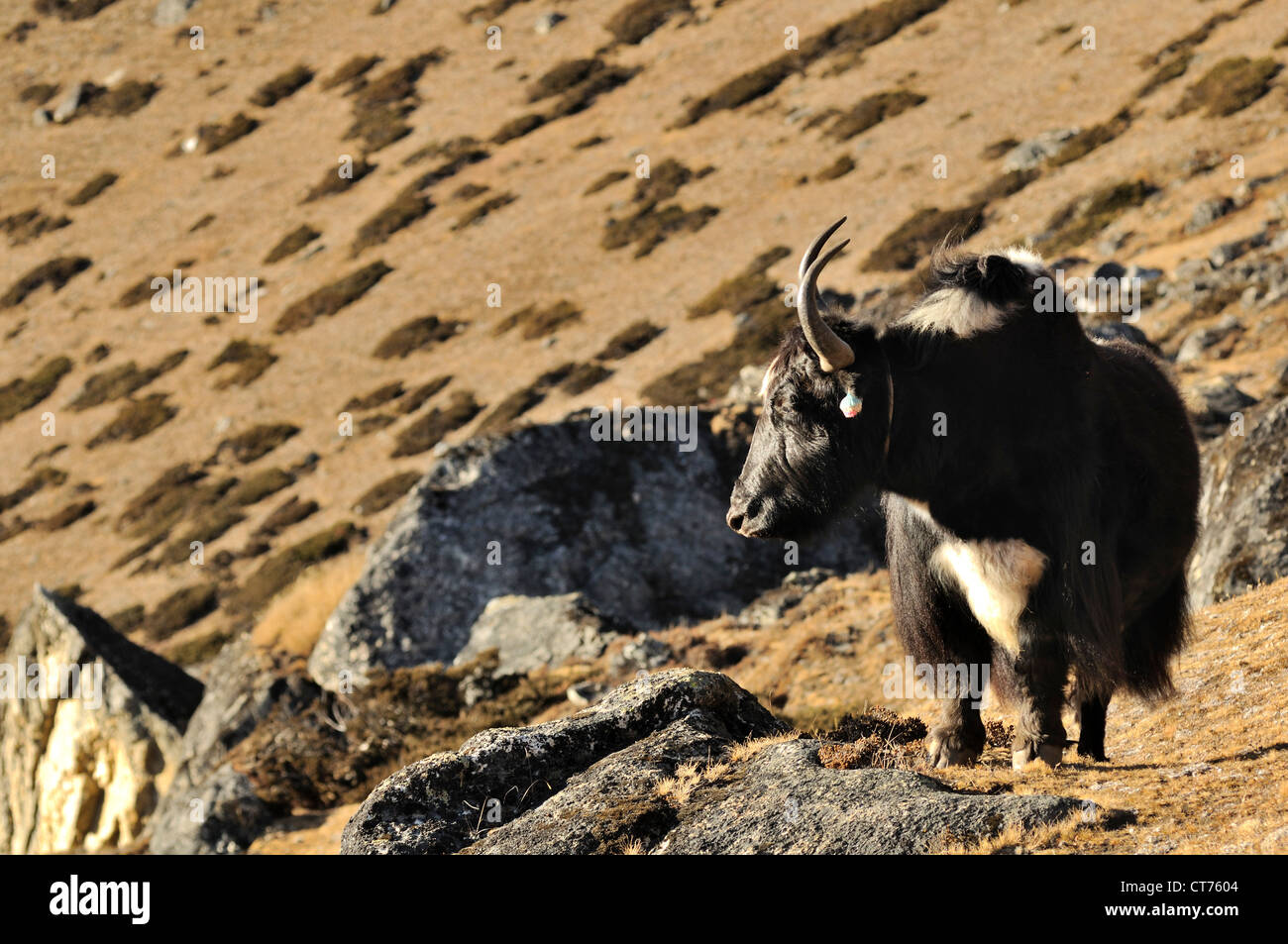 yak in Sagarmatha National Park in Nepal Stock Photo