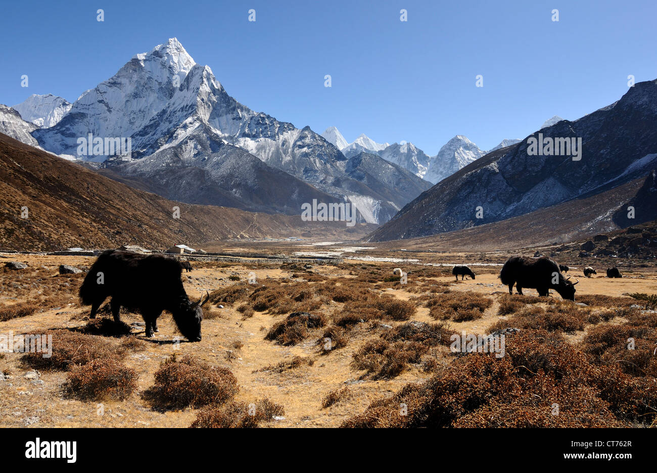 herd of yaks in Lobuche Khola River Valley in Nepal Stock Photo