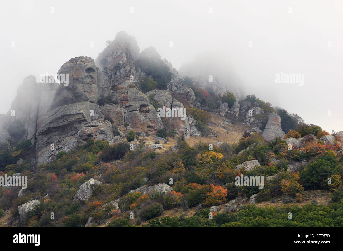 tree growing on rock in Demergi Mountain on Crimea in Ukraine Stock Photo