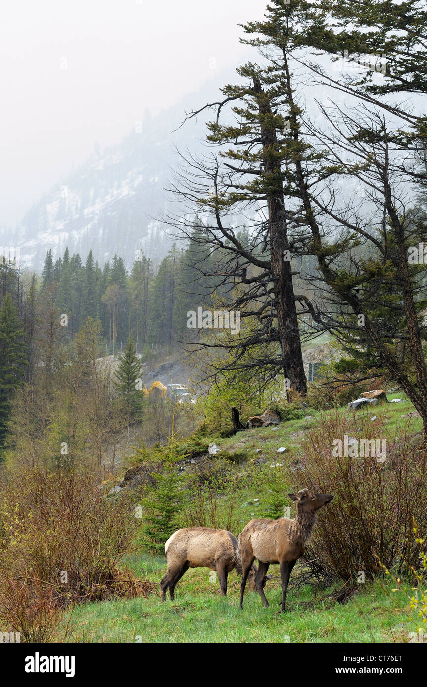 elks at vermilion lake at banff national park Stock Photo