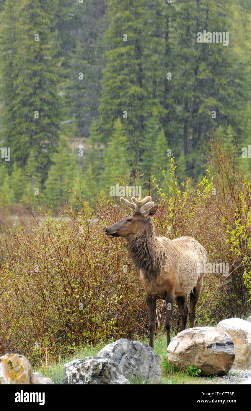 elk at vermilion lake at banff national park Stock Photo