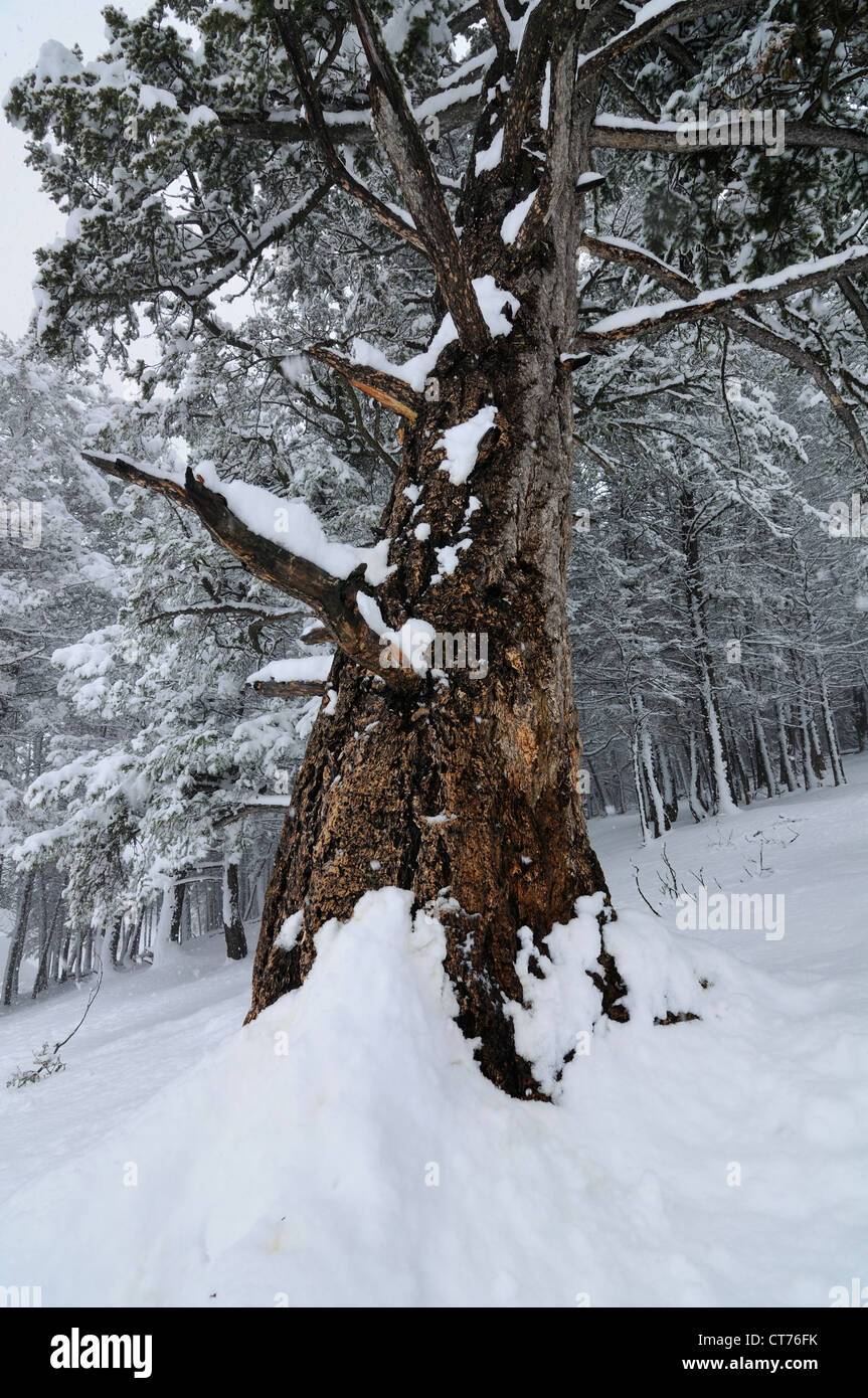 tree in winter at banff national park Stock Photo