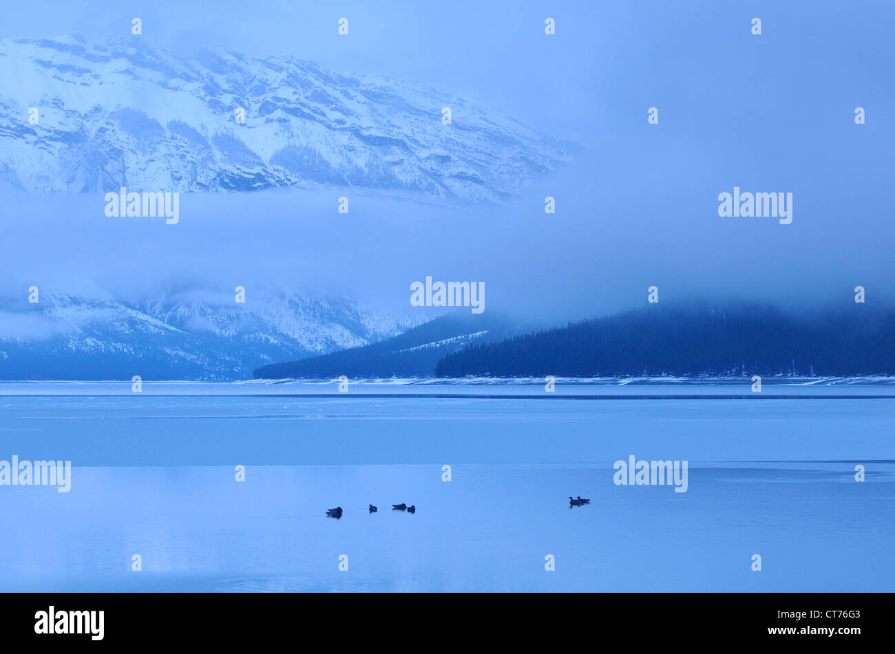 geese on minnewanka lake Stock Photo