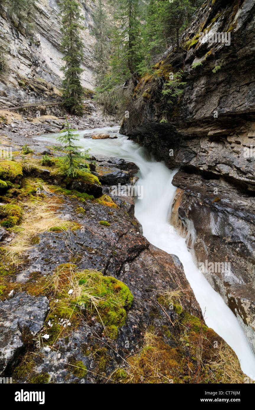 johnston creek at banff national park Stock Photo