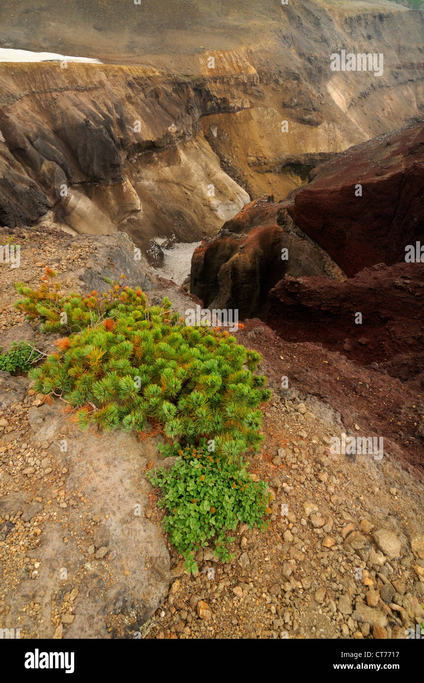 plant growing above Opasny ravine in Mutnovsky volcano area on Kamchatka Stock Photo