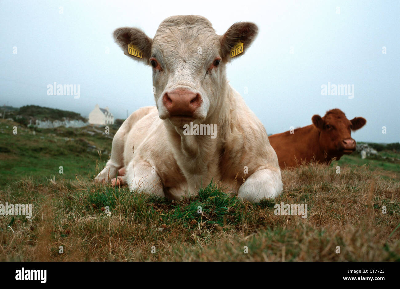 Ireland, cows lie on the grass Stock Photo