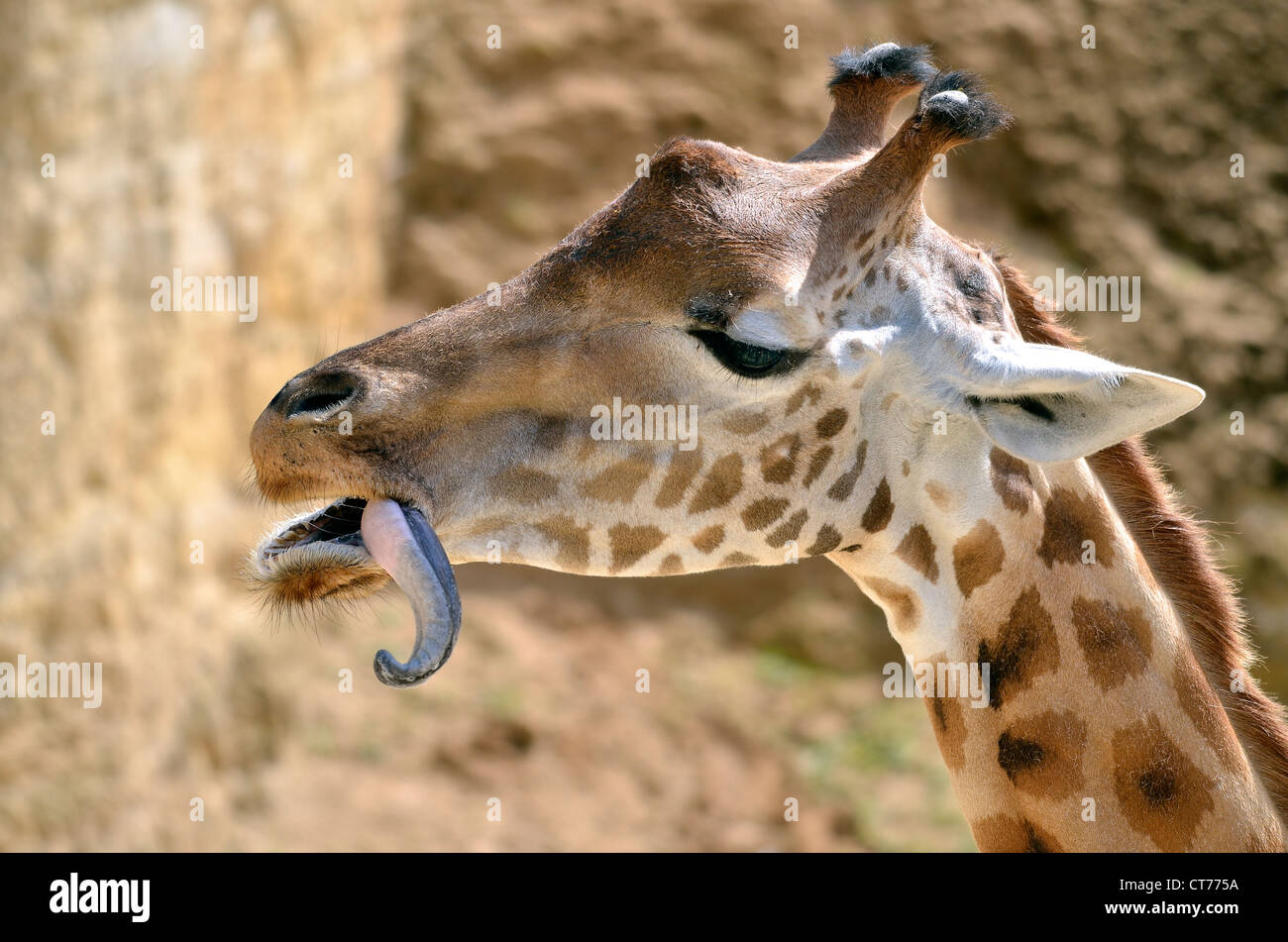 Profile portrait of giraffe (Giraffa camelopardalis) tongue out Stock Photo