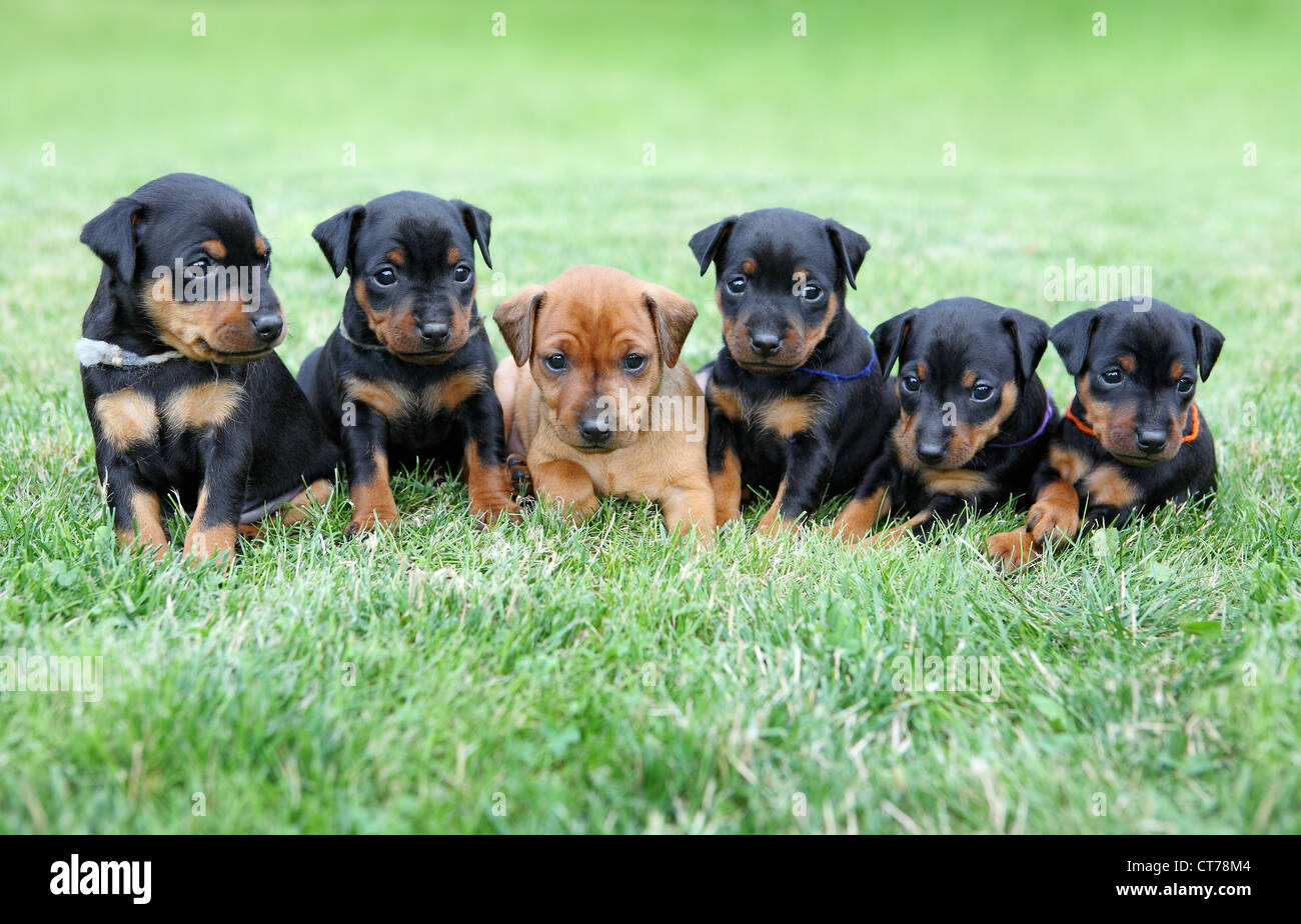 Doberman puppy puppies hi-res stock photography and images - Alamy