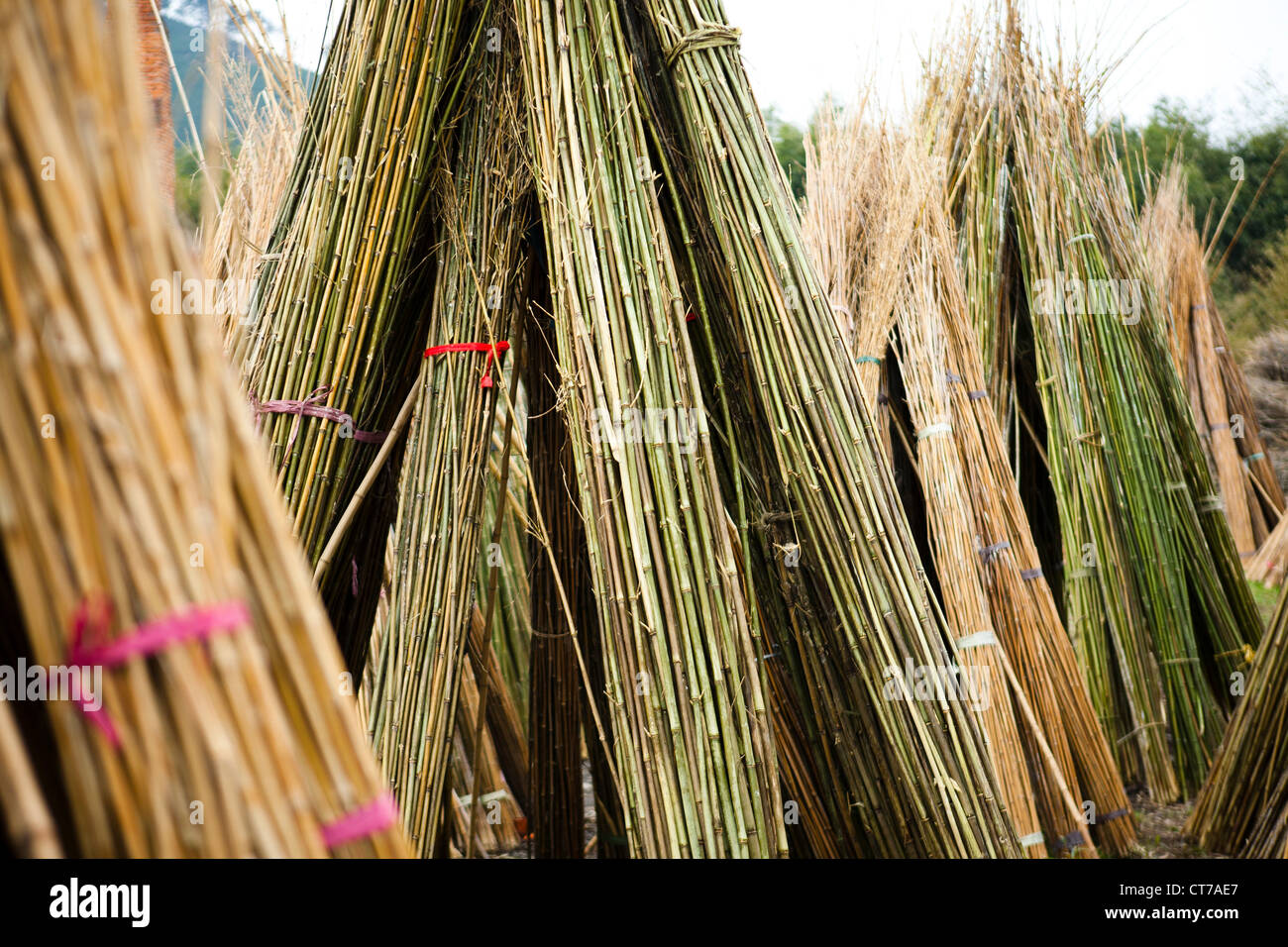 Bundles of bamboo wood Stock Photo Alamy