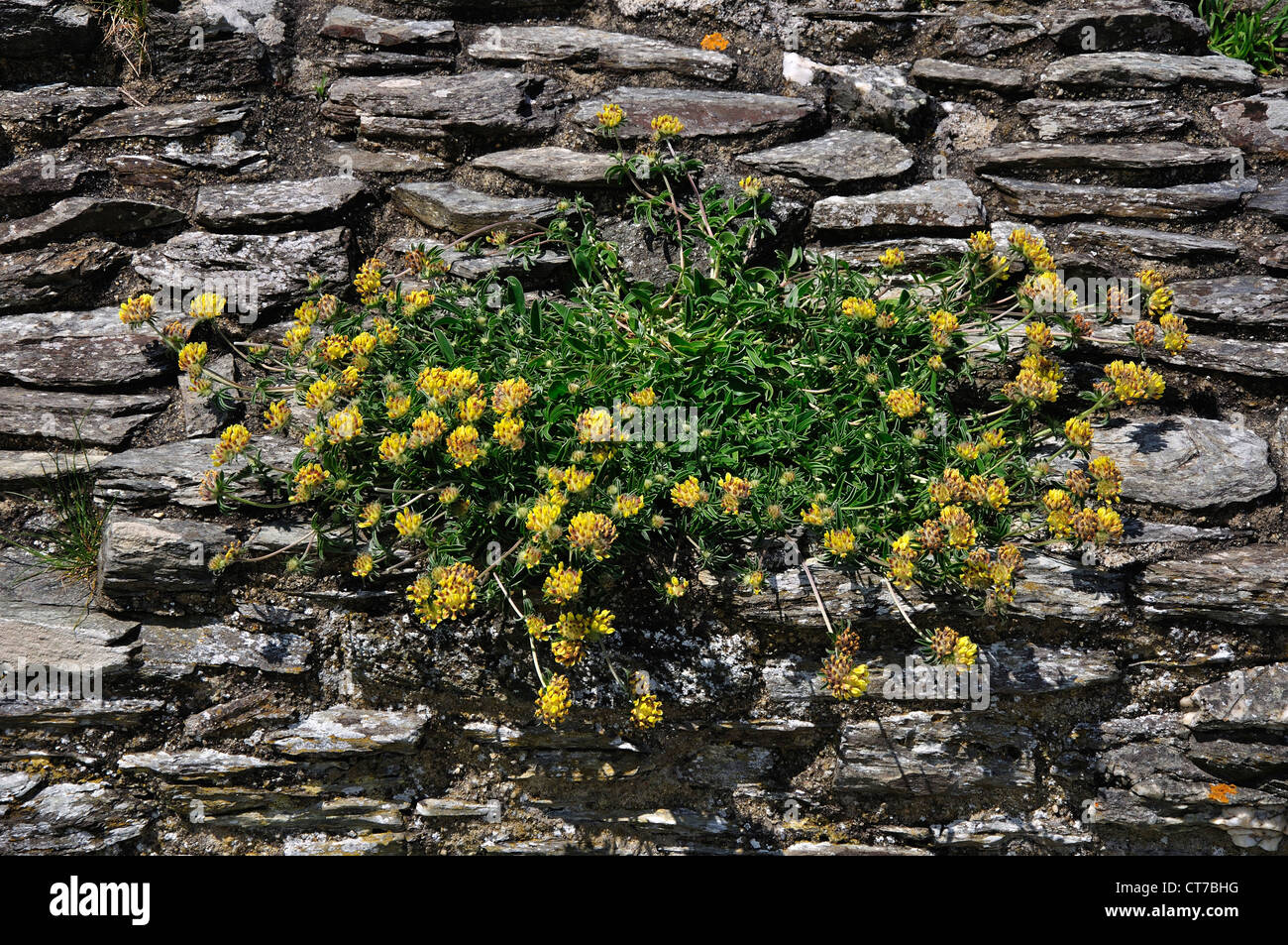 Kidney vetch of lady's fingers growing out of a wall UK Stock Photo