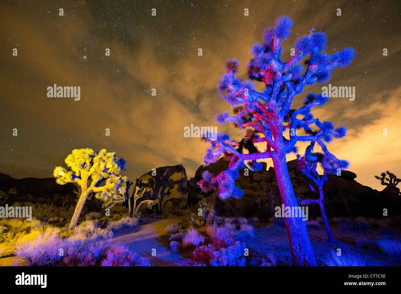 Colorful lights on Joshua Trees at night, Joshua Tree National Park