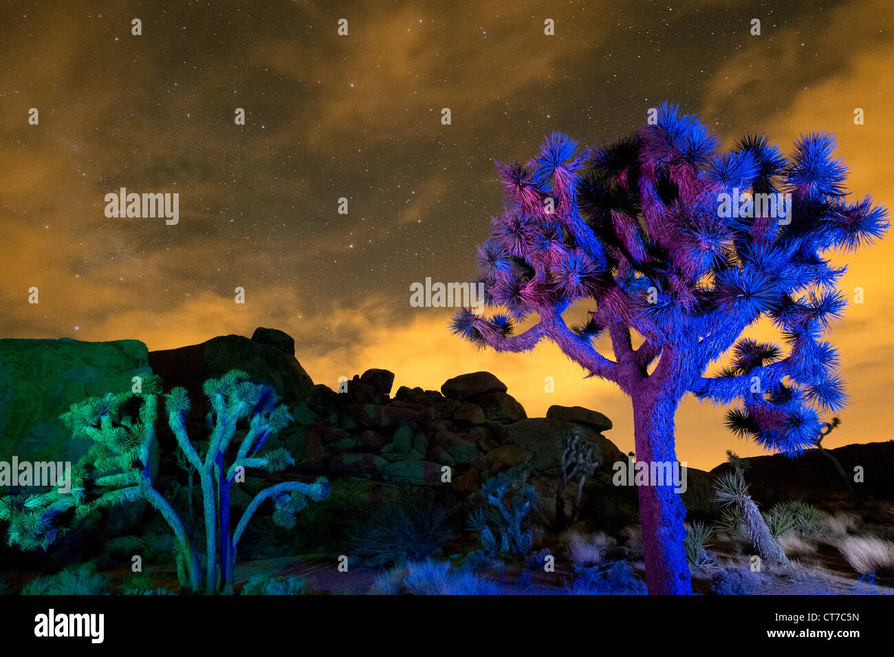 Colorful lights on Joshua Trees at night, Joshua Tree National Park, California, USA Stock Photo