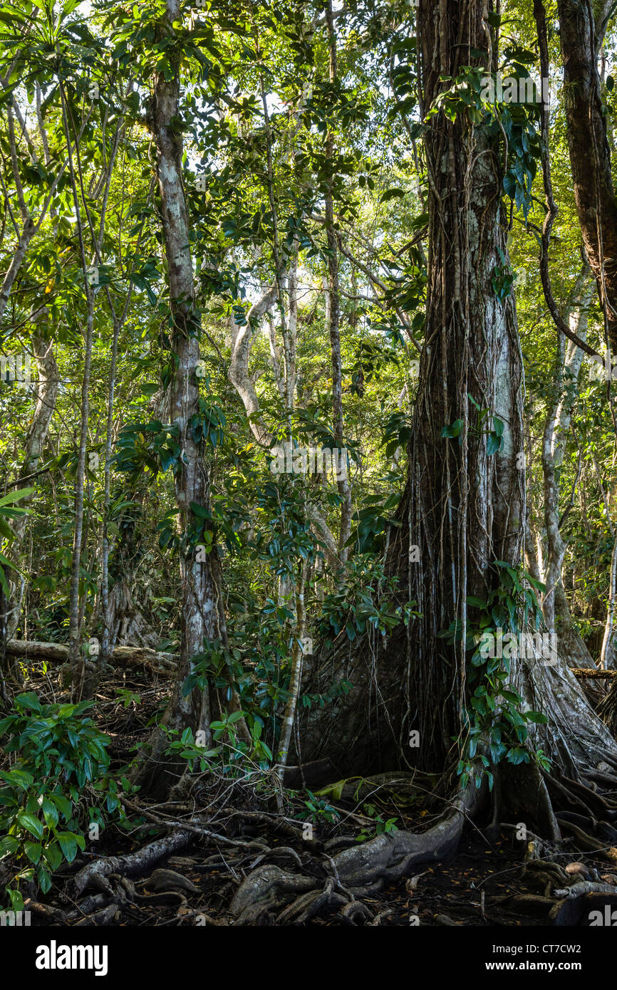 Dense jungle with intricate tree roots on Isla Carenero, Bocas del Toro
