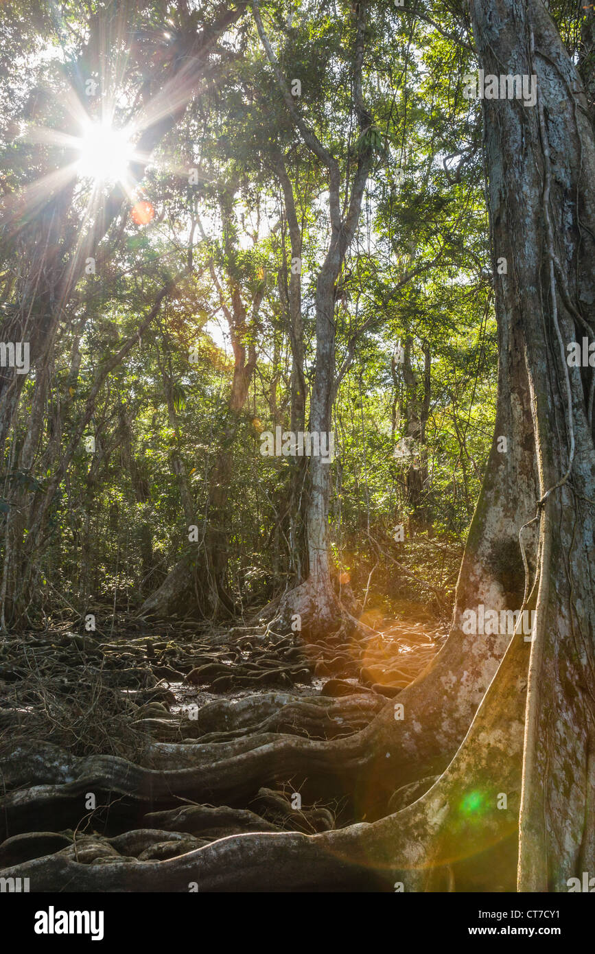 Dense jungle with intricate tree roots on Isla Carenero, Bocas del Toro, Panama. Stock Photo