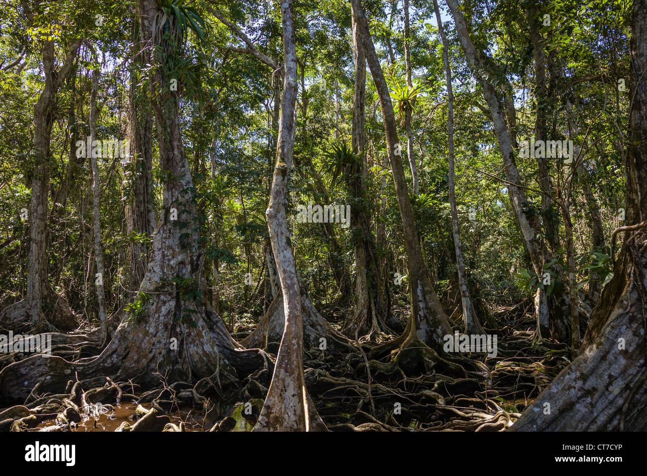 Dense jungle with intricate tree roots on Isla Carenero, Bocas del Toro