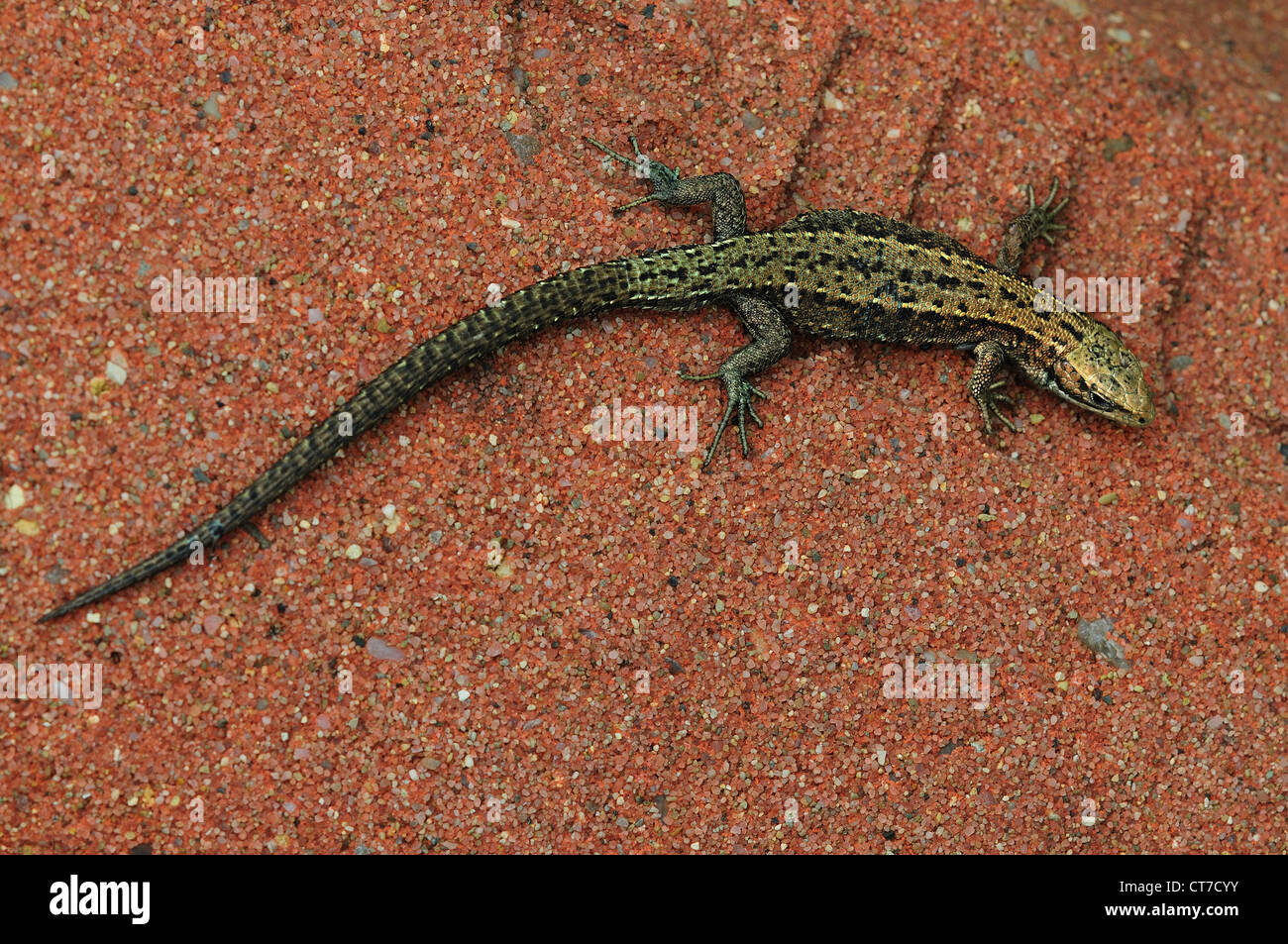 Common lizard UK Stock Photo Alamy