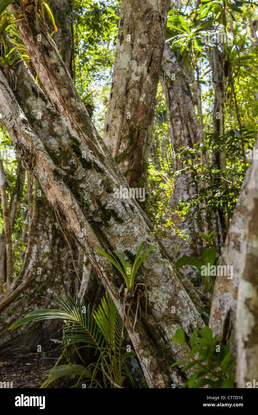 Jungle trees on Isla Carenero, Bocas del Toro, Panama Stock Photo Alamy