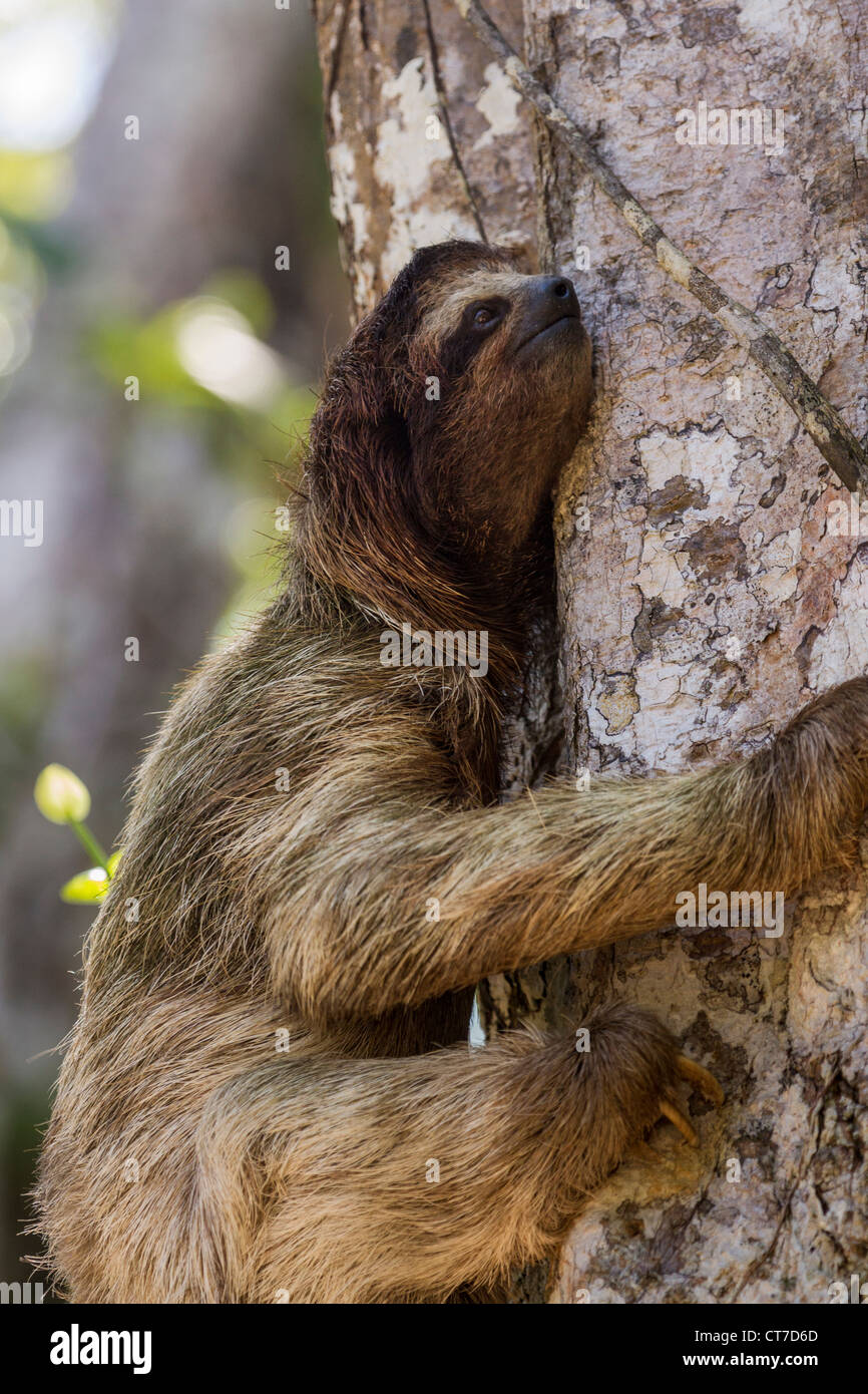 Three-toed sloth (Bradypus variegatus) Isla Carenero, Bocas del Toro, Panama. Stock Photo