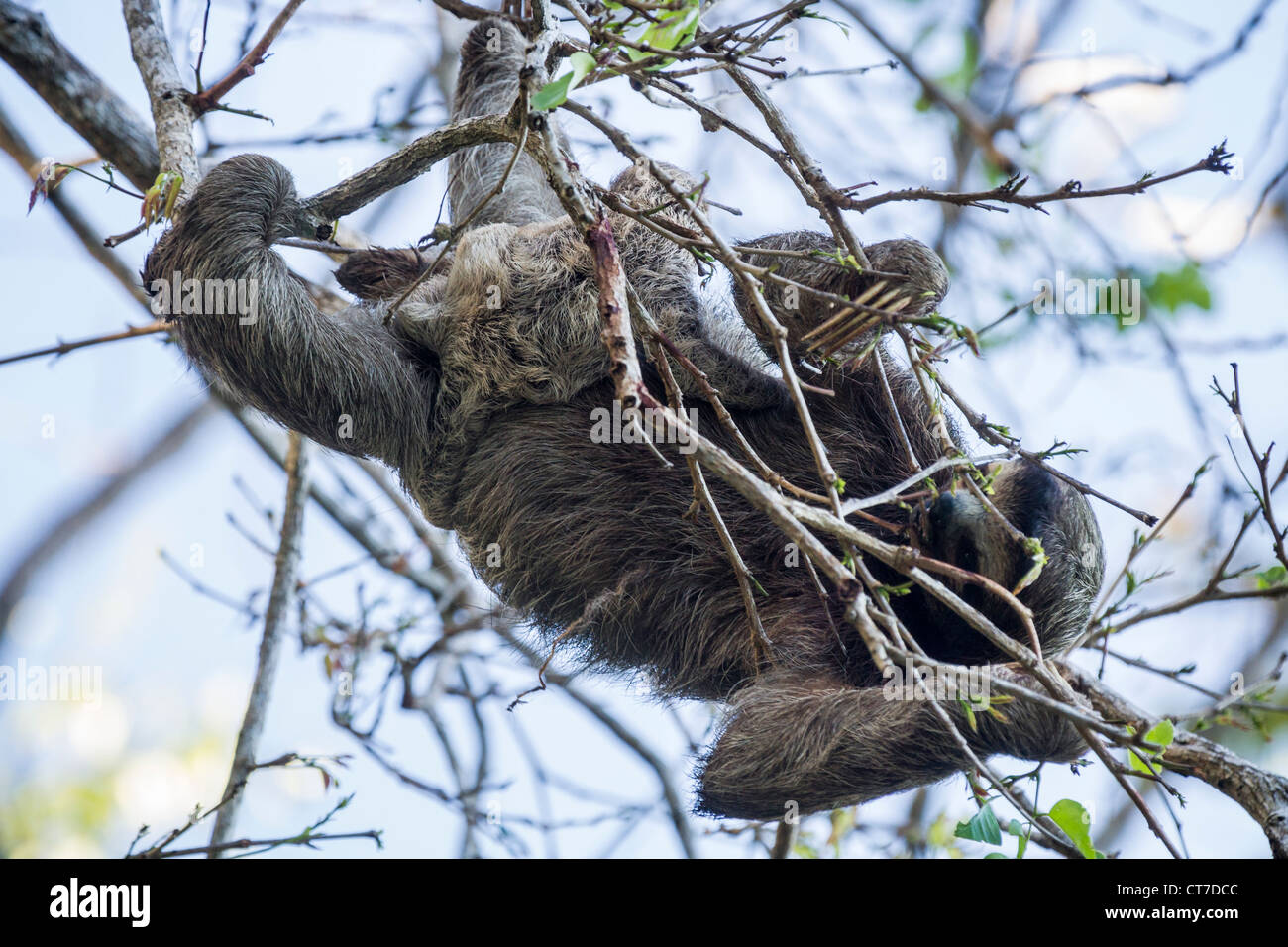 Three-toed sloth (Bradypus variegatus) mother and baby foraging on Isla Carenero, Bocas del Toro, Panama. Stock Photo