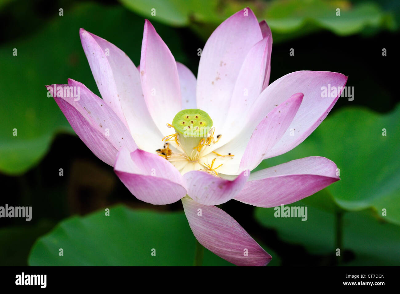 Pink lotus as seen at a local pond in Okinawa, Japan Stock Photo