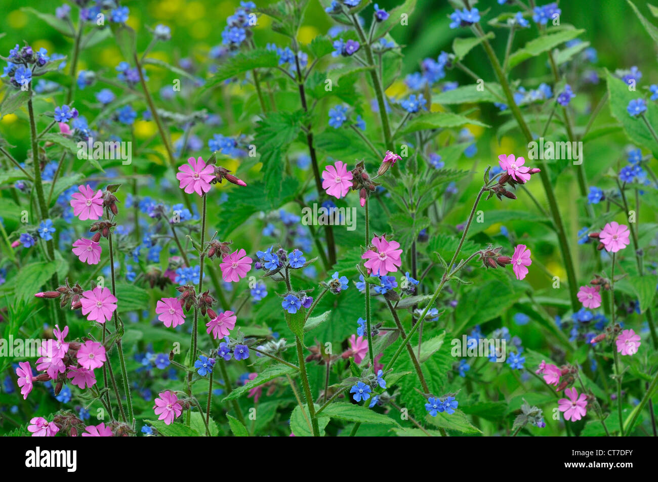 A mixture of red campion and green alkanet, wild flowers UK Stock Photo