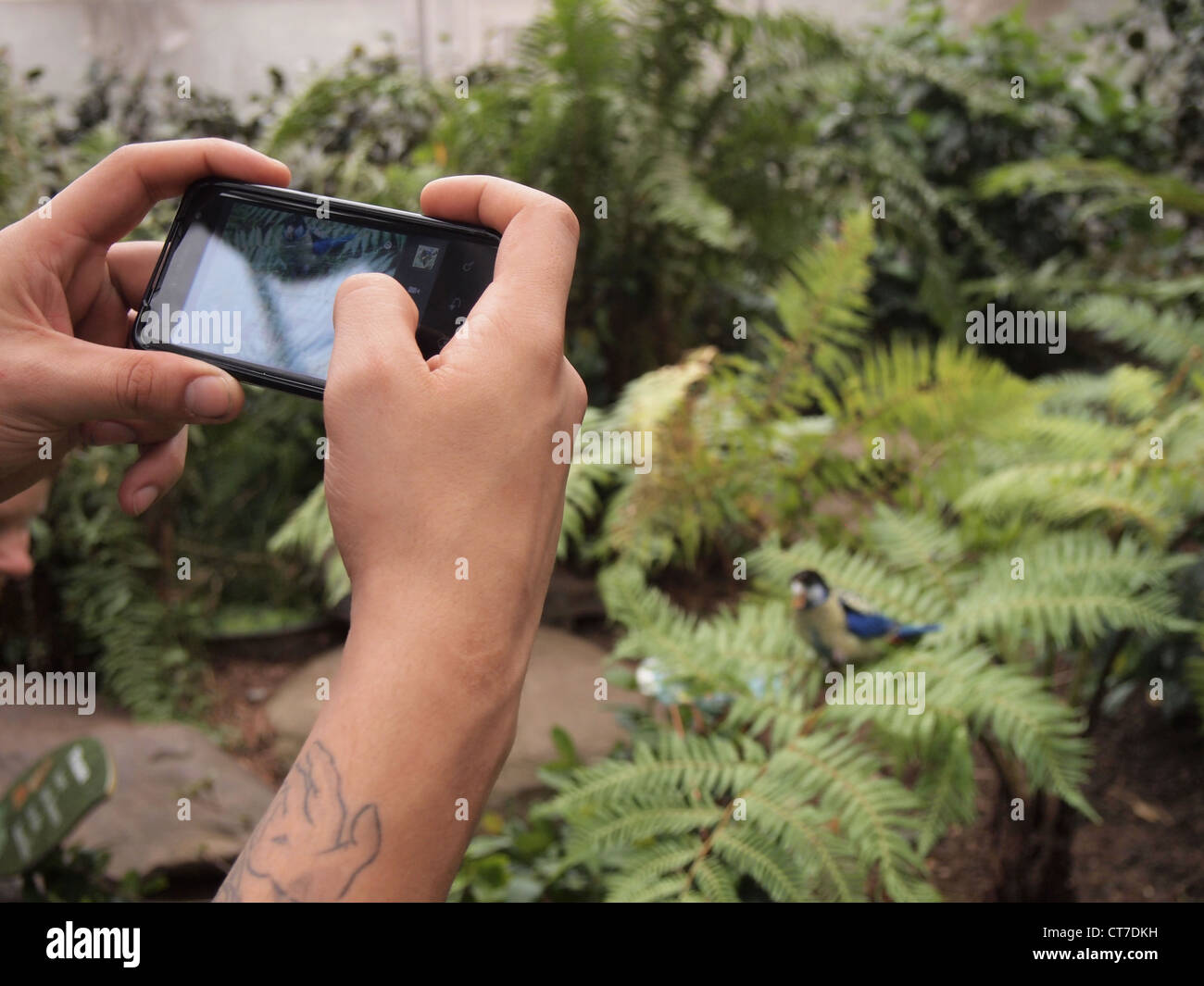 Tourist photographs Northern Rosella Parakeet at the Bronx Zoo