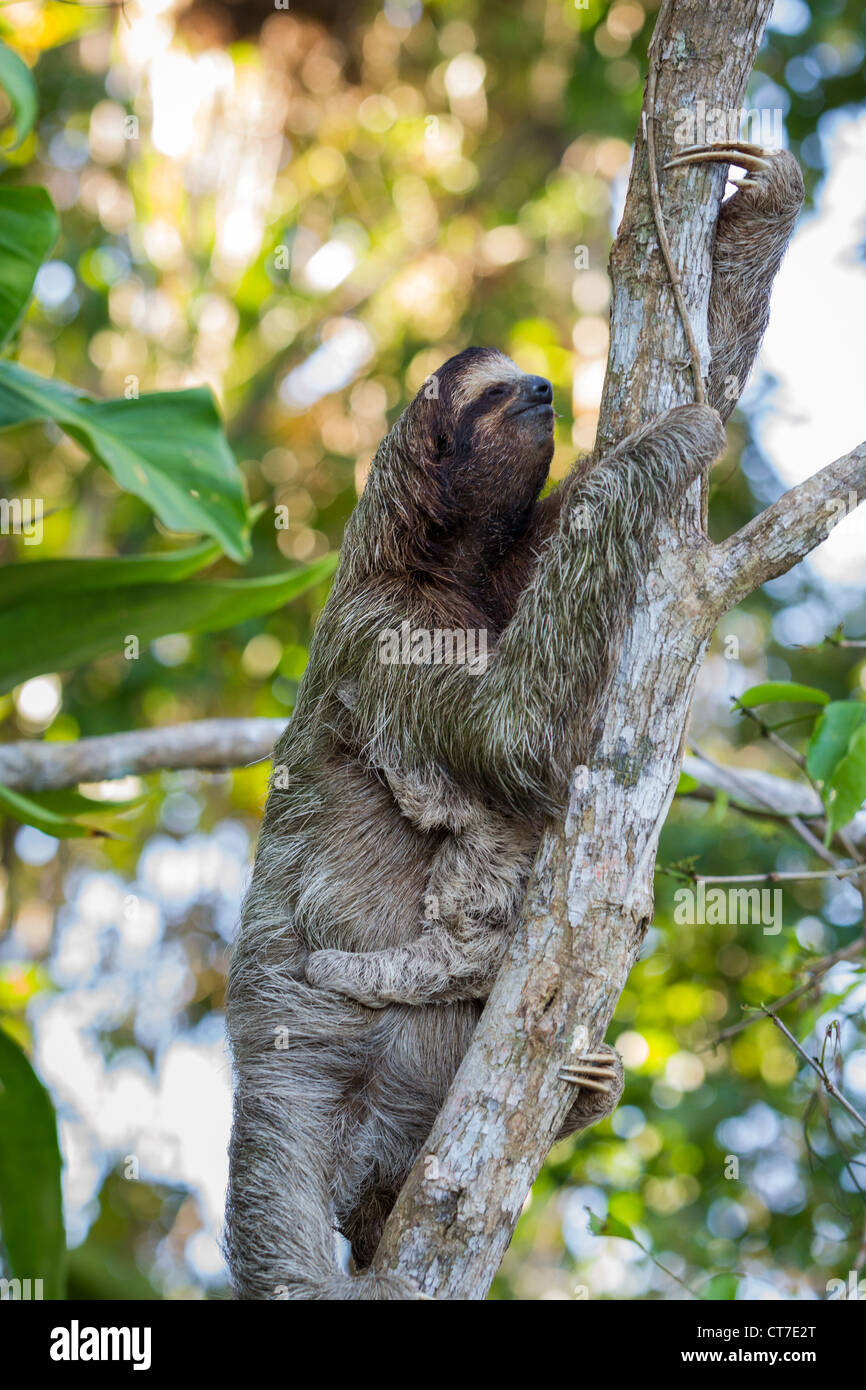 Three-toed sloth (Bradypus variegatus) mother and baby foraging on Isla Carenero, Bocas del Toro, Panama. Stock Photo