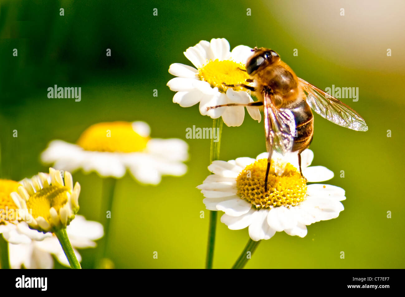 bee on fever-few Stock Photo